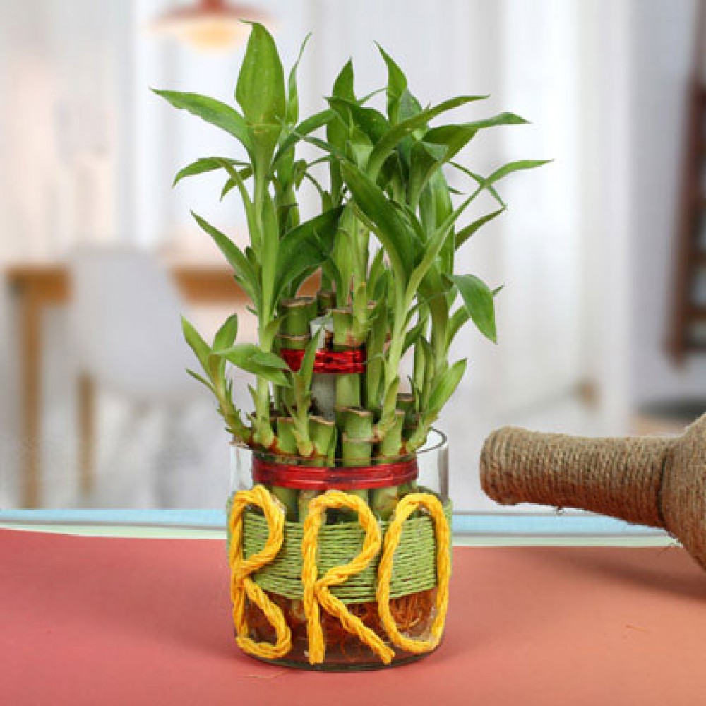Bamboo for Bro